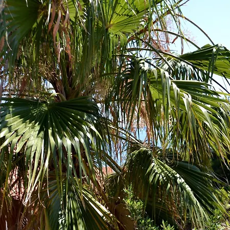 Selleng Apartament Vis